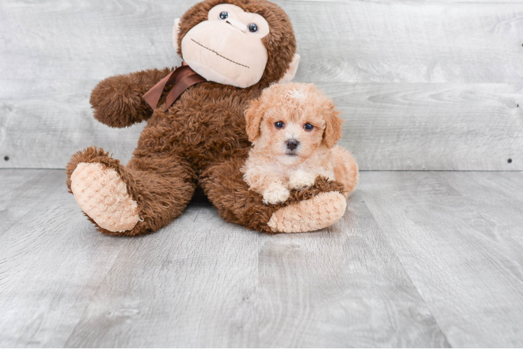Maltipoo Puppy for Adoption