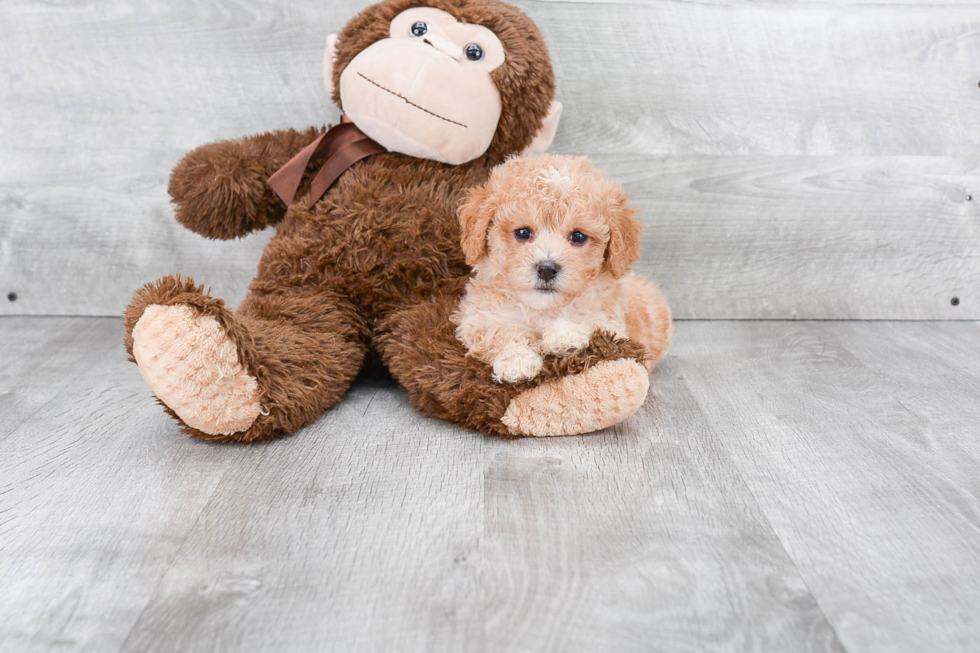 Maltipoo Puppy for Adoption