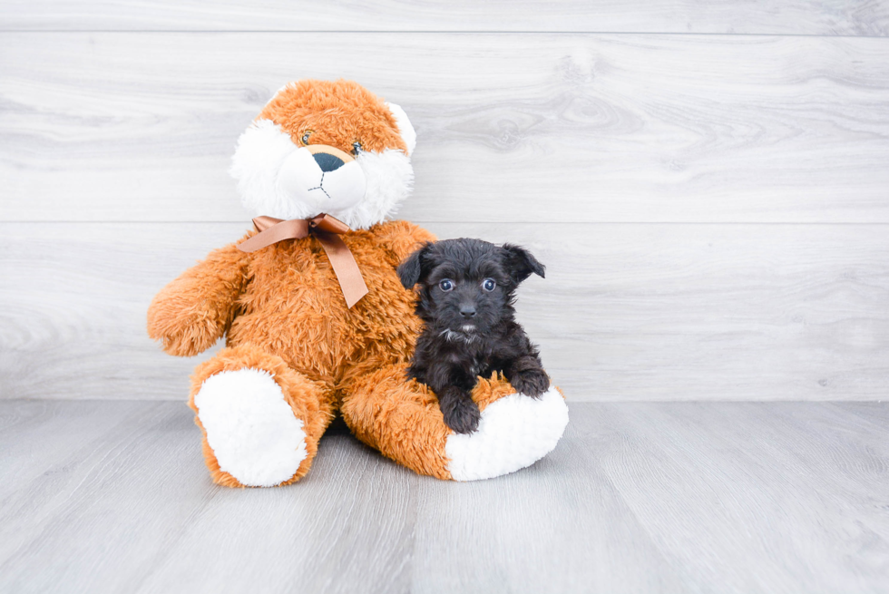 Mini Aussiedoodle Puppy for Adoption