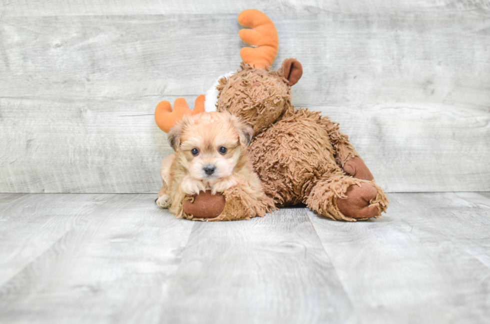 Morkie Pup Being Cute