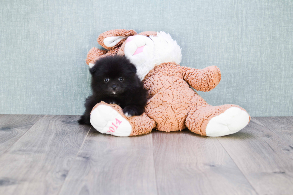 Pomeranian Puppy for Adoption