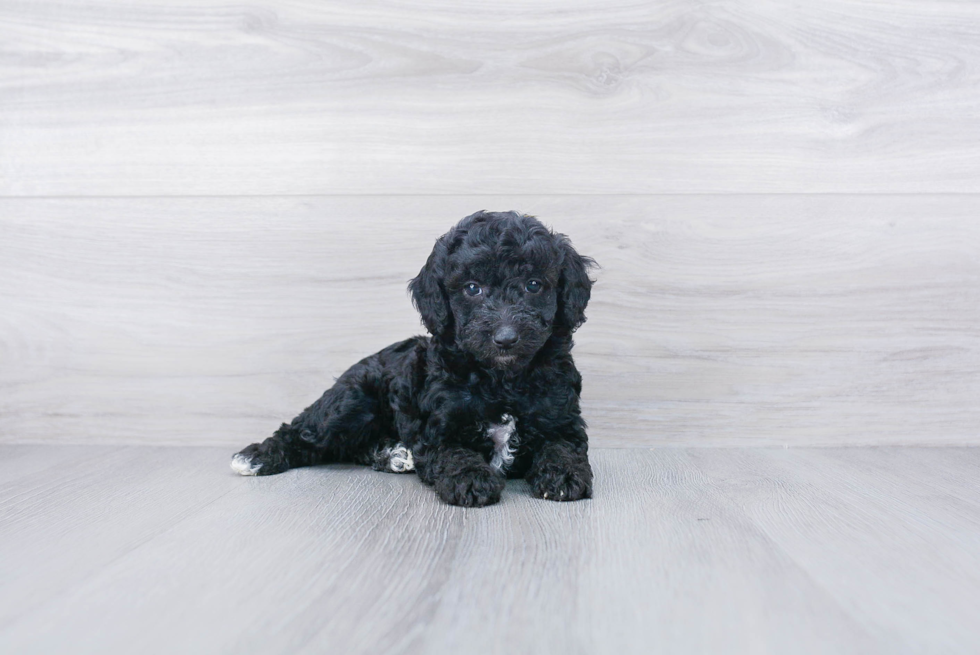 Poodle Puppy for Adoption