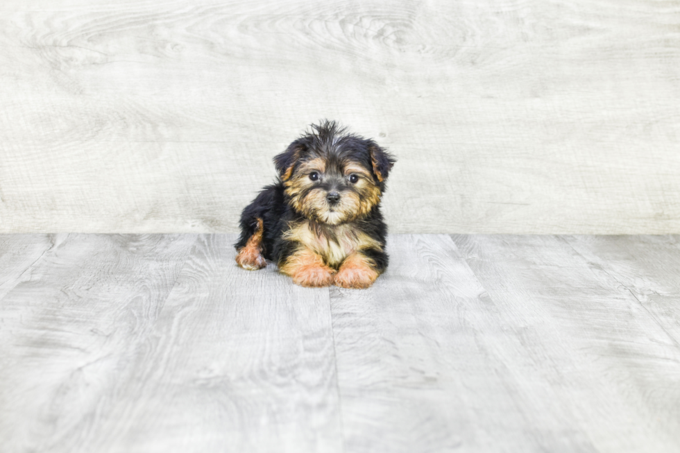 Morkie Puppy for Adoption