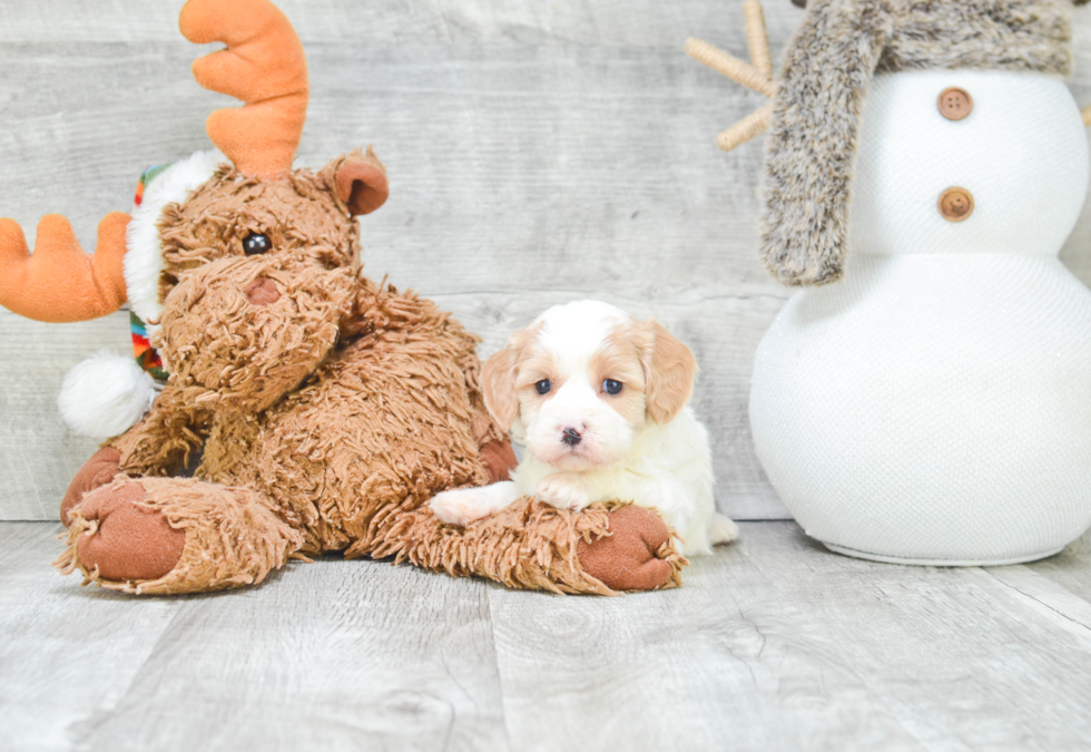 Adorable Cavalier Designer Puppy