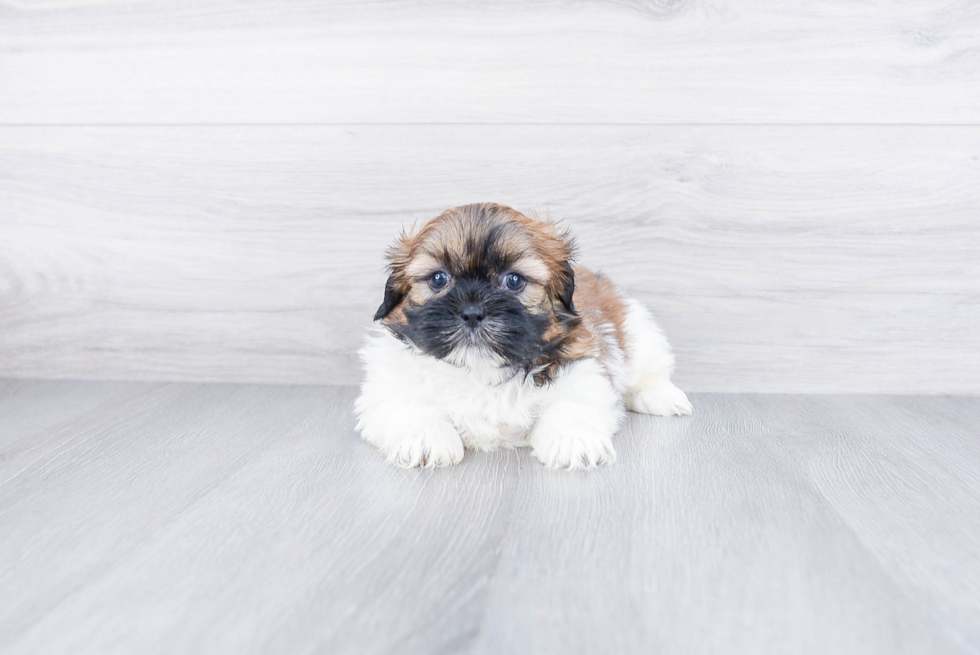 Teddy Bear Pup Being Cute