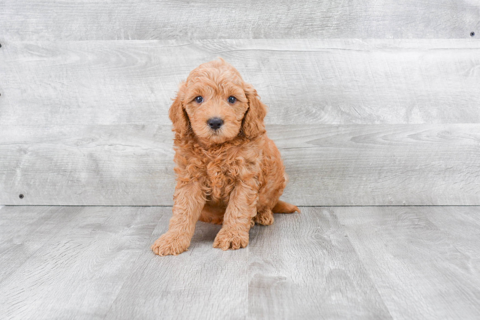 Adorable Golden Retriever Poodle Mix Puppy