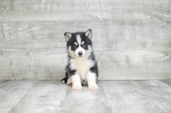 Pomsky Puppy for Adoption