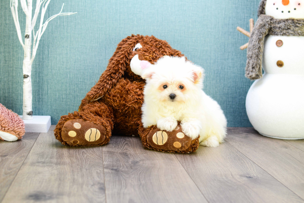 Playful Maltipom Designer Puppy