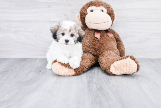 Cute Havanese Purebred Puppy