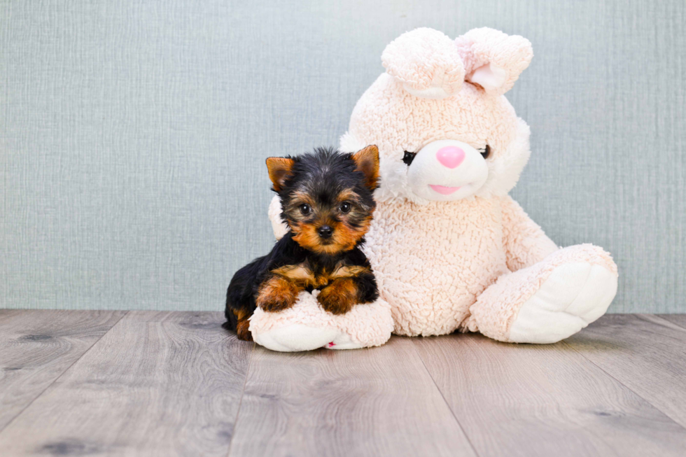 Meet Twinkle - our Yorkshire Terrier Puppy Photo 