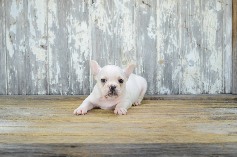 French Bulldog Pup Being Cute