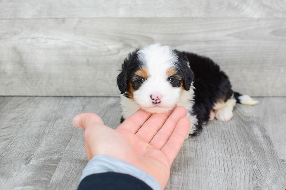 Mini Bernedoodle Puppy for Adoption