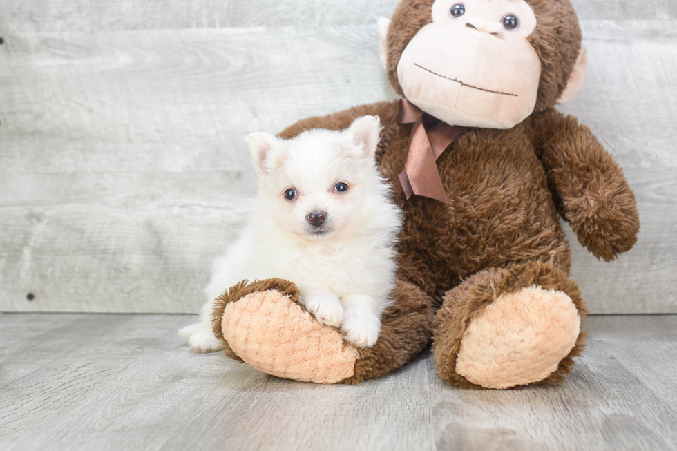 Playful Pomeranian Baby