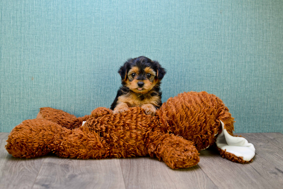 Cute Yorkie Poo Baby