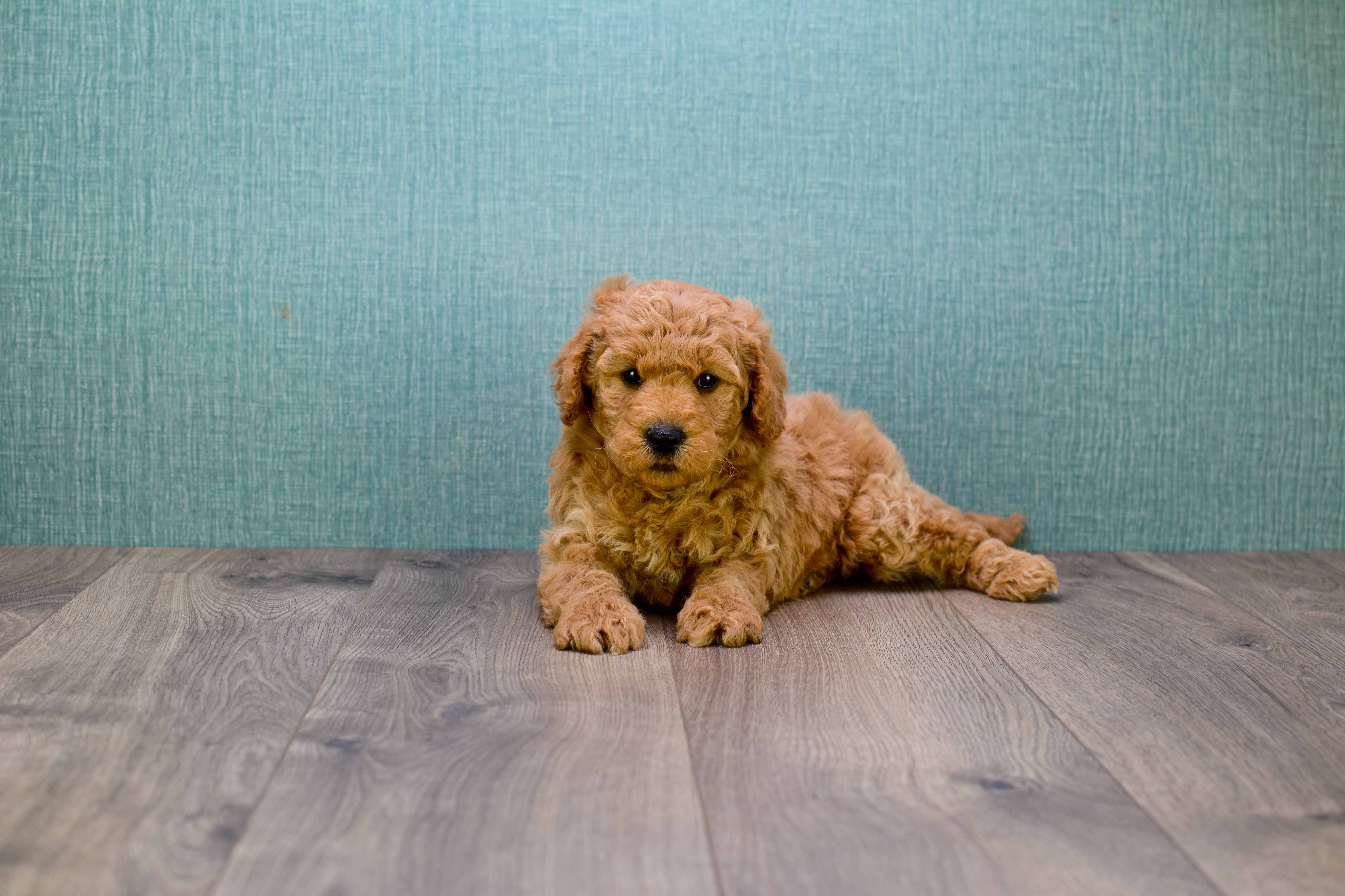 Fluffy Mini Goldendoodle Poodle Mix Pup