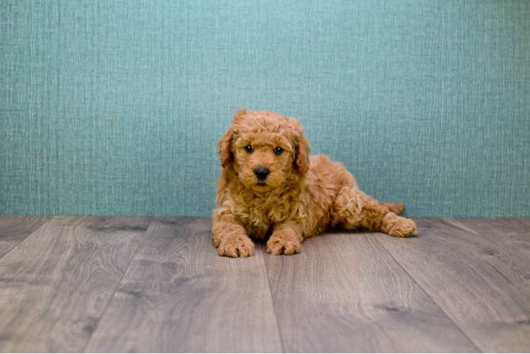 Fluffy Mini Goldendoodle Poodle Mix Pup