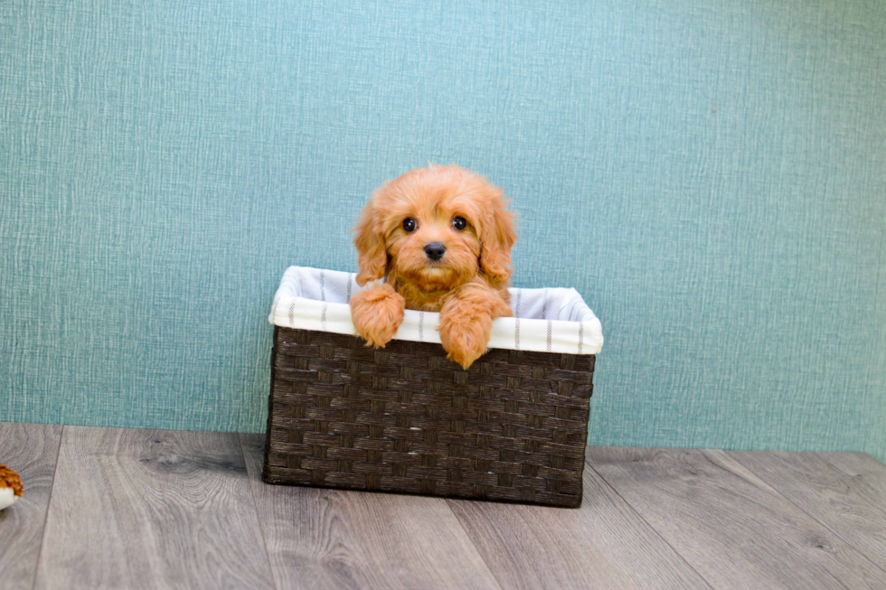 Playful Cavoodle Poodle Mix Puppy