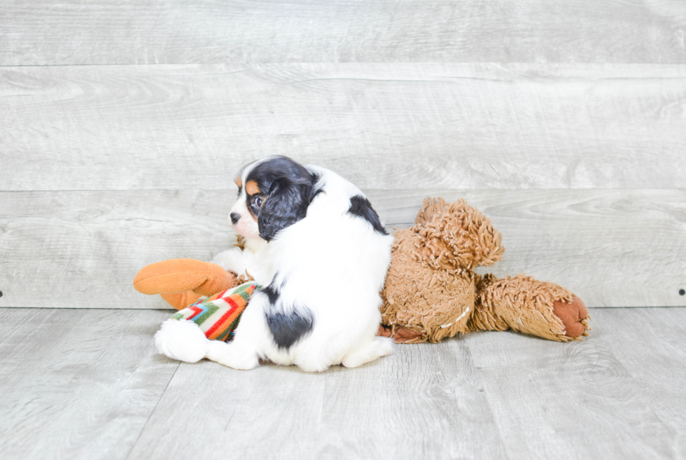 Cavalier King Charles Spaniel Puppy for Adoption