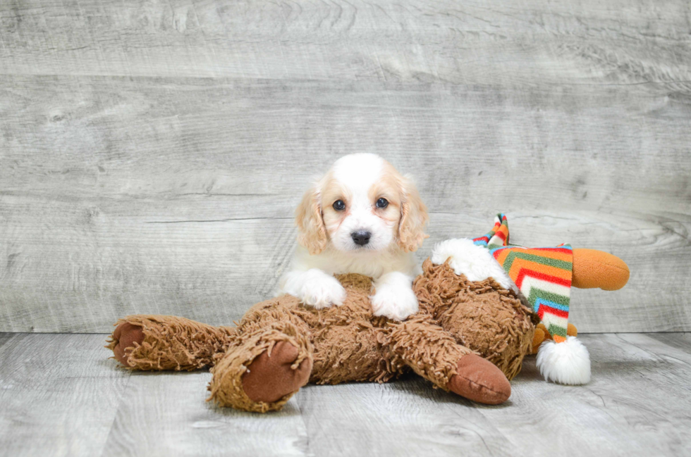 Best Cavapoo Baby