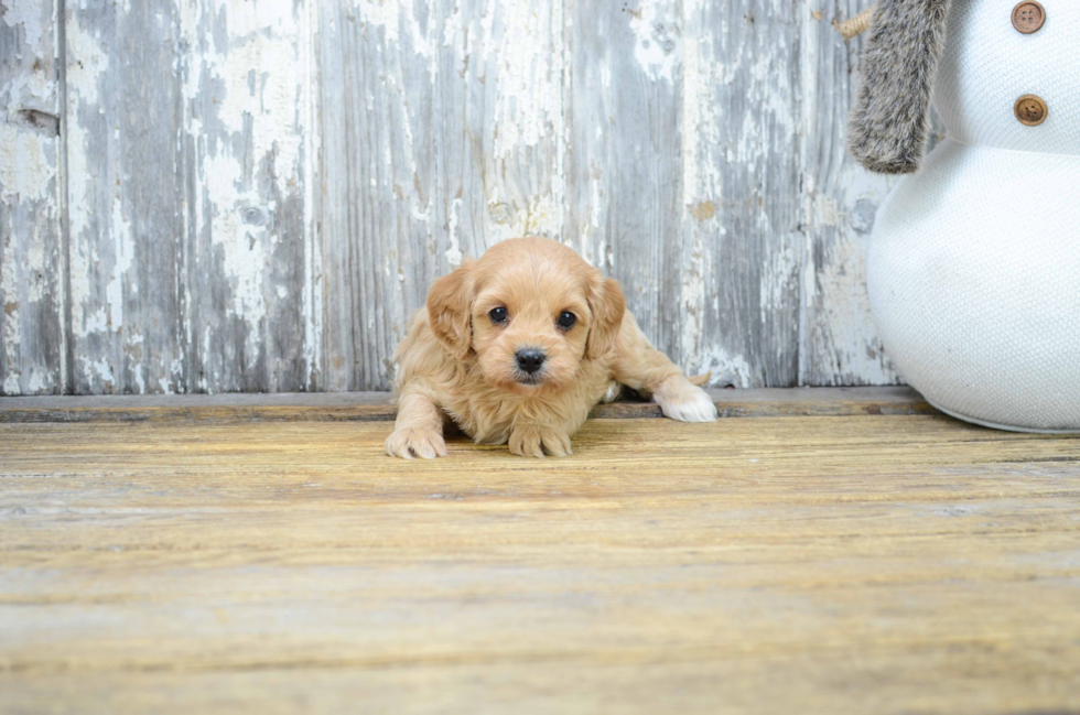 Cute Cavapoo Baby