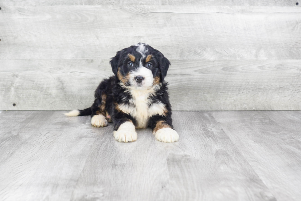 Mini Bernedoodle Puppy for Adoption