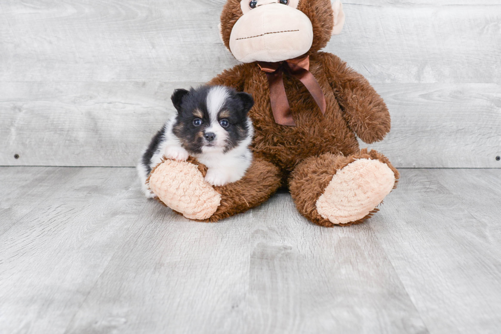 Hypoallergenic Pomeranian Purebred Pup