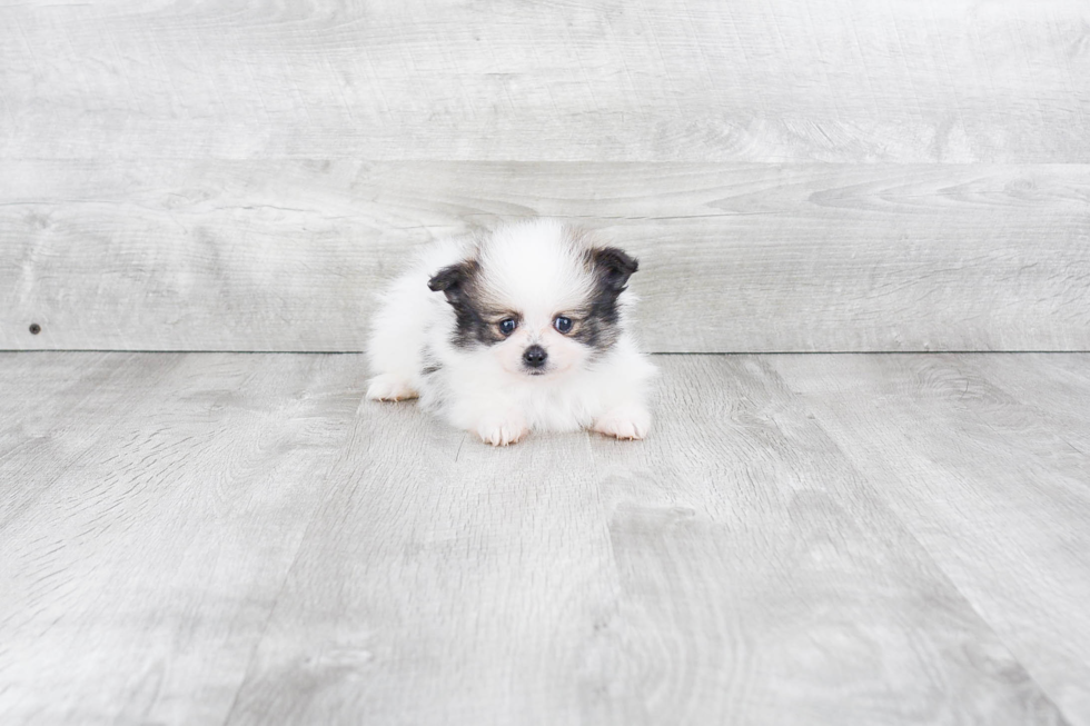 Best Pomeranian Baby