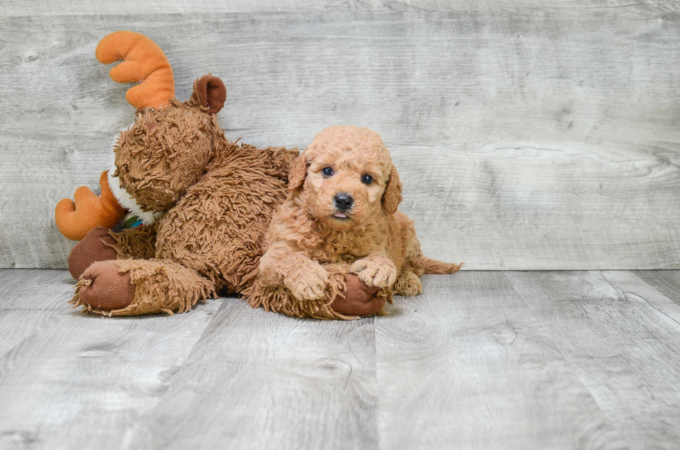 Best Mini Goldendoodle Baby