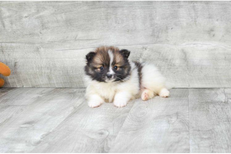 Pomeranian Pup Being Cute