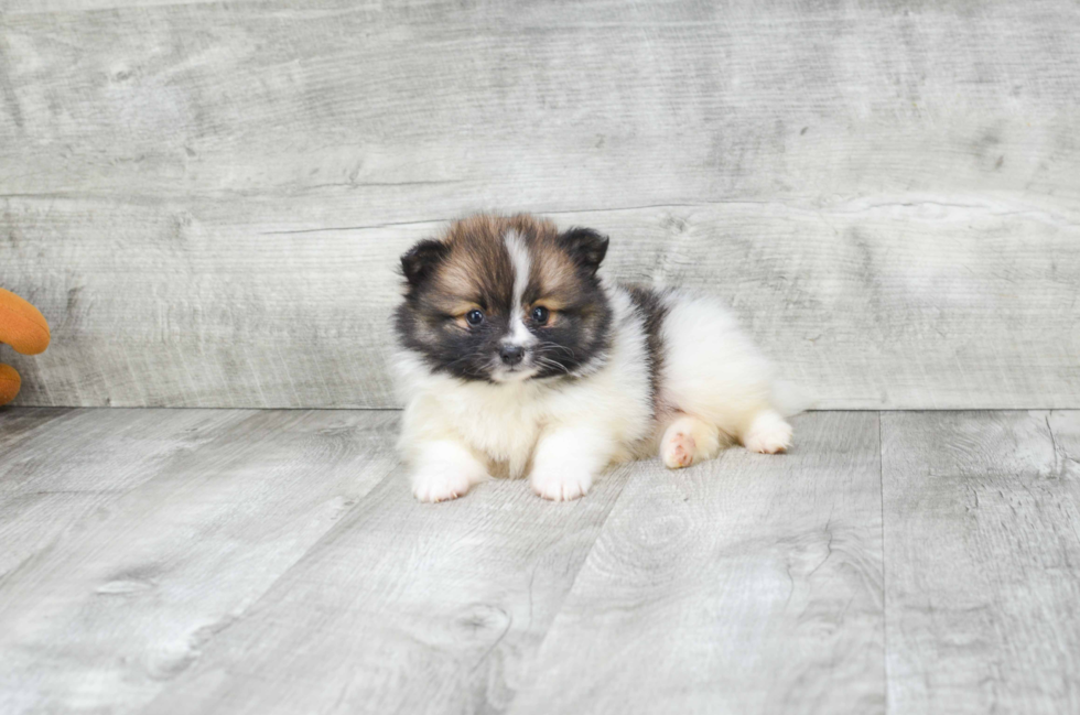 Pomeranian Pup Being Cute