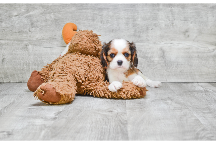 Best Cavachon Baby