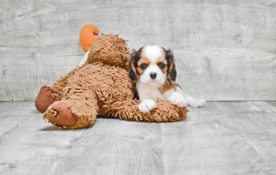 Best Cavachon Baby