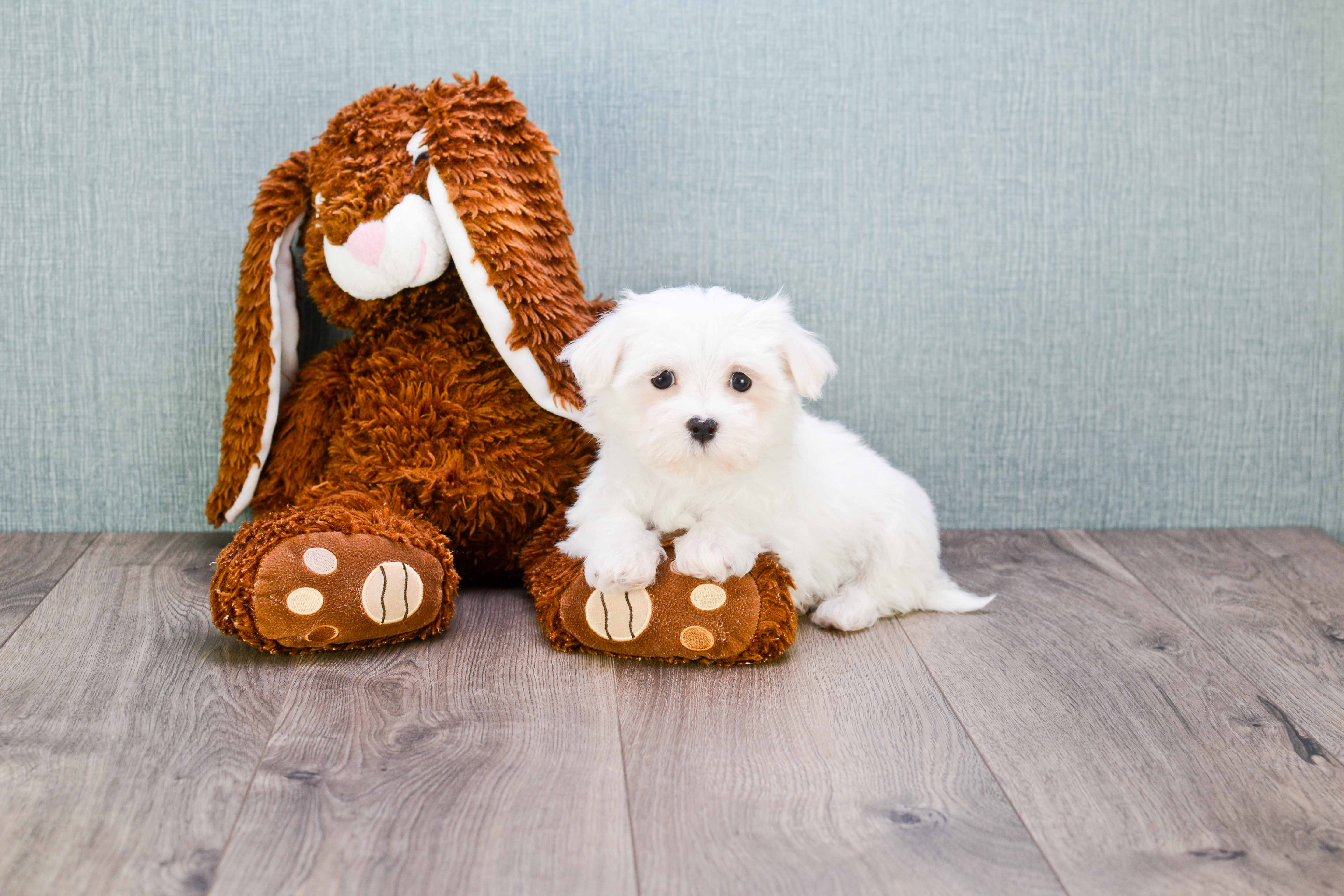 Akc Registered Maltese Baby