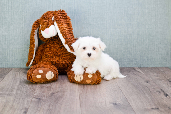 Akc Registered Maltese Baby