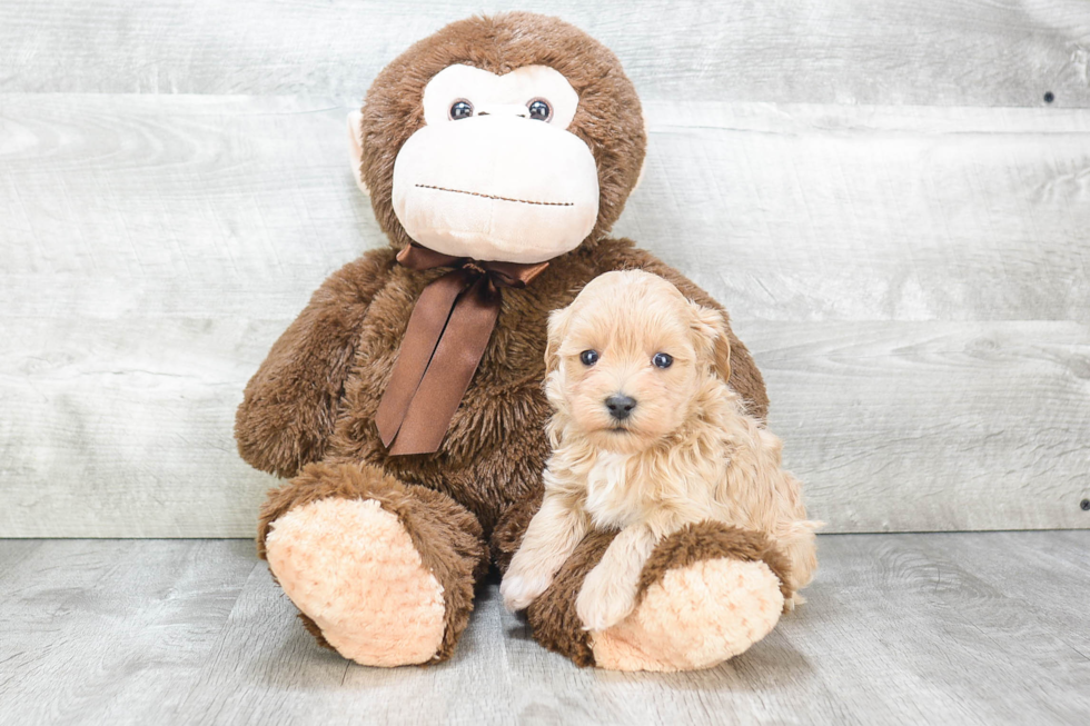 Petite Maltipoo Poodle Mix Pup