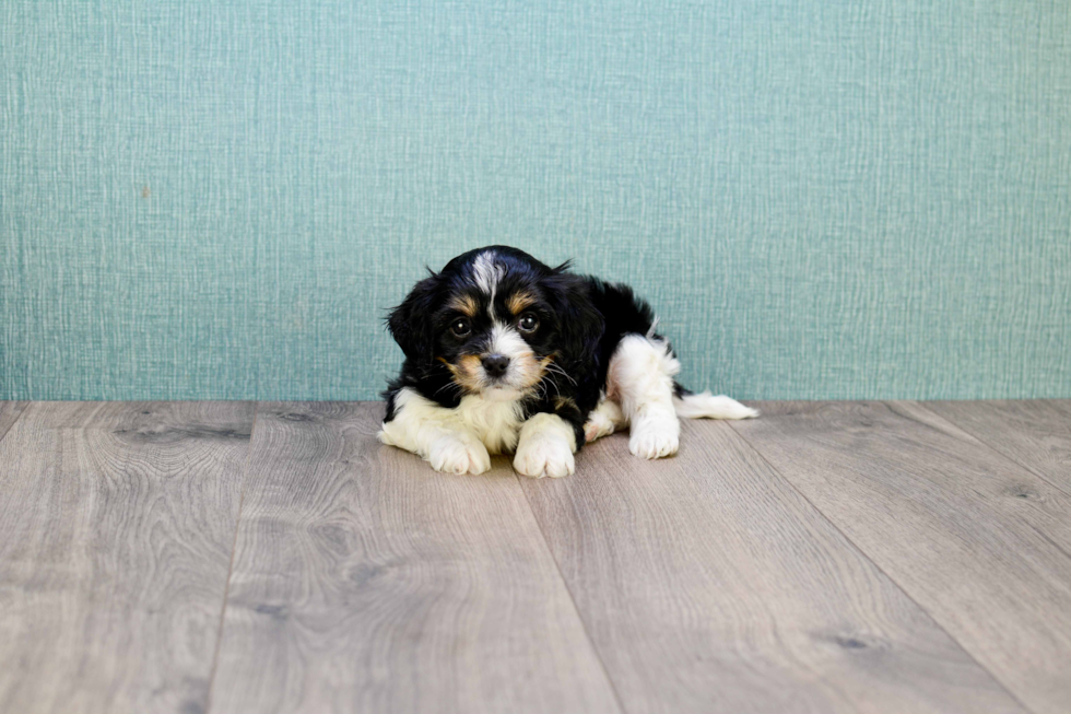 Smart Cavachon Designer Pup