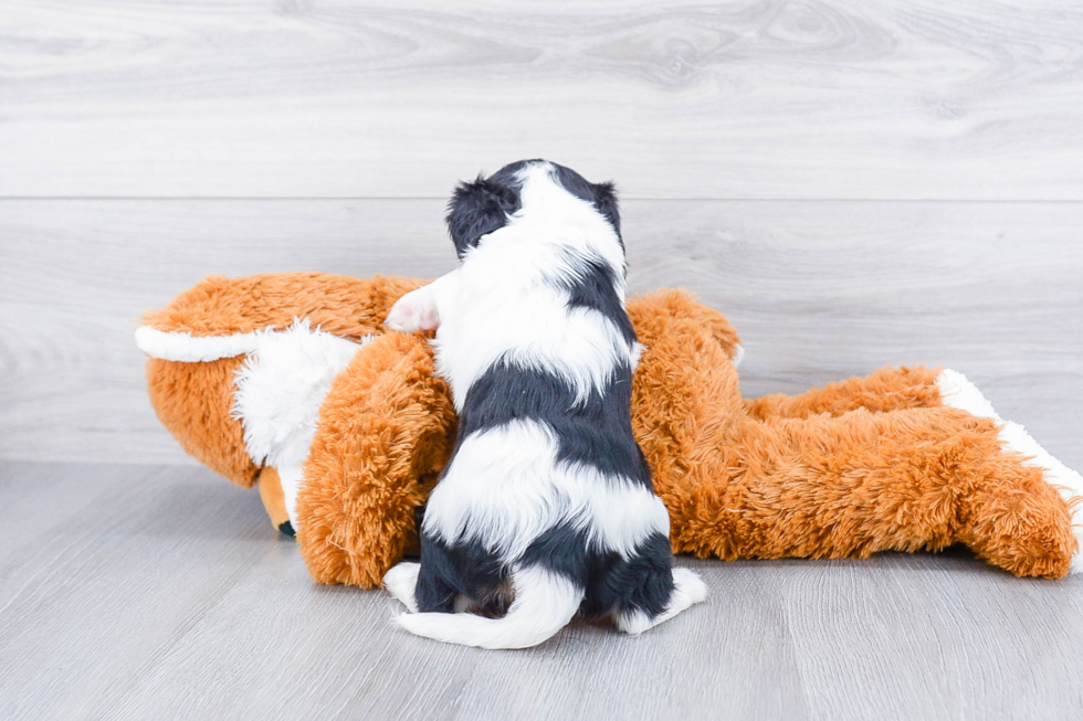 Hypoallergenic Cavalier King Charles Spaniel Baby