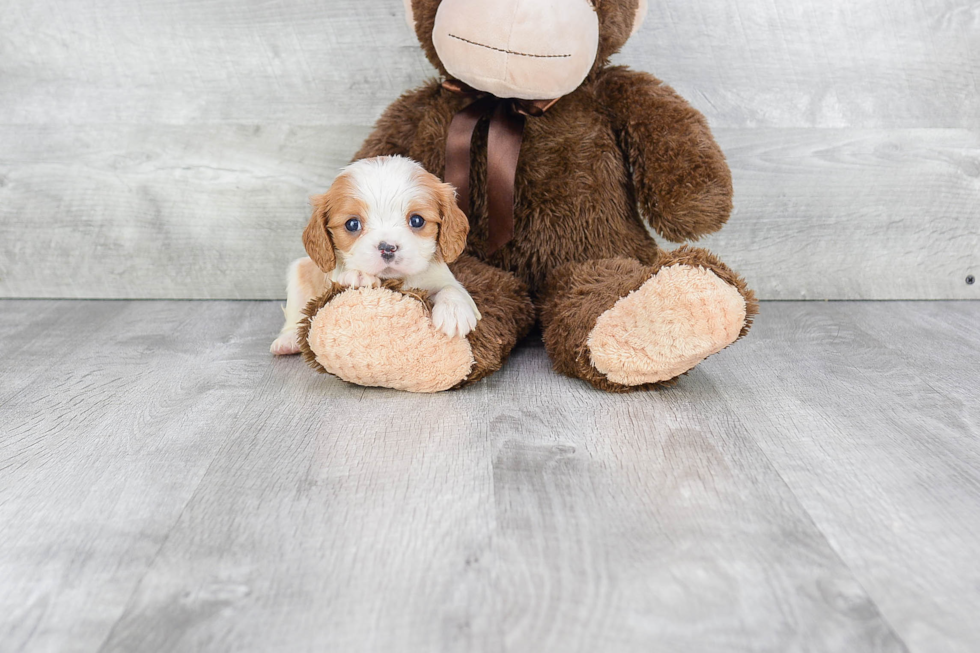 Playful Cavalier King Charles Spaniel Baby