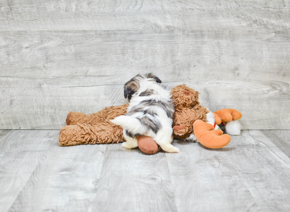 Teddy Bear Pup Being Cute