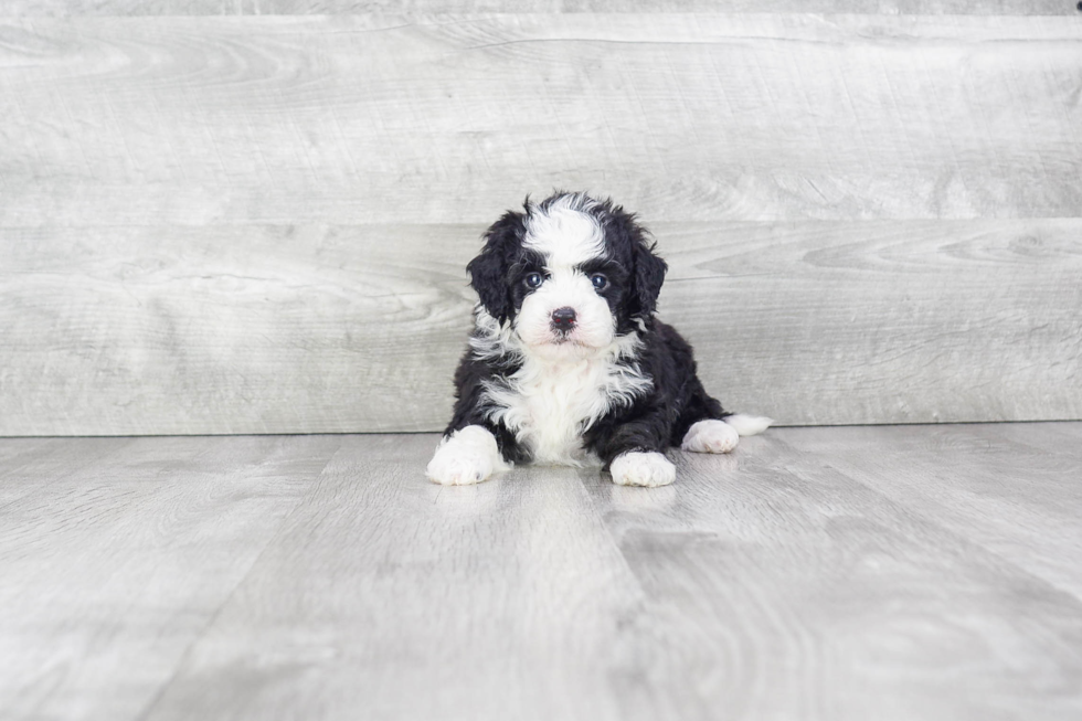 Best Mini Bernedoodle Baby