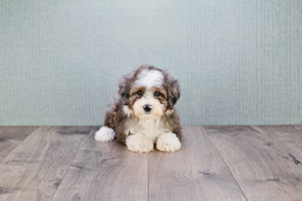 Funny Mini Aussiedoodle Poodle Mix Pup