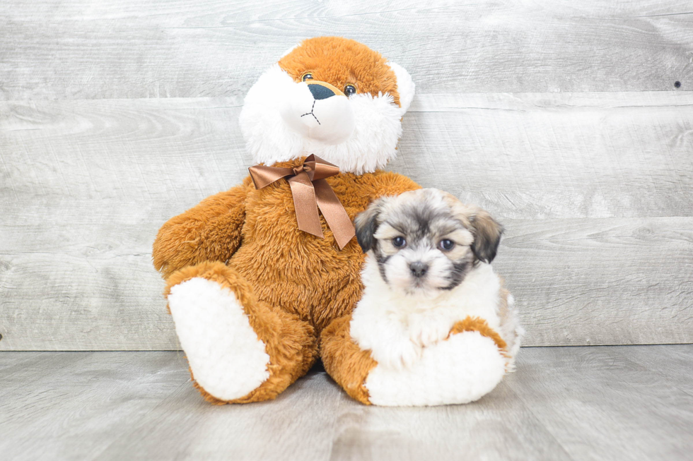 Adorable Havanese Purebred Puppy