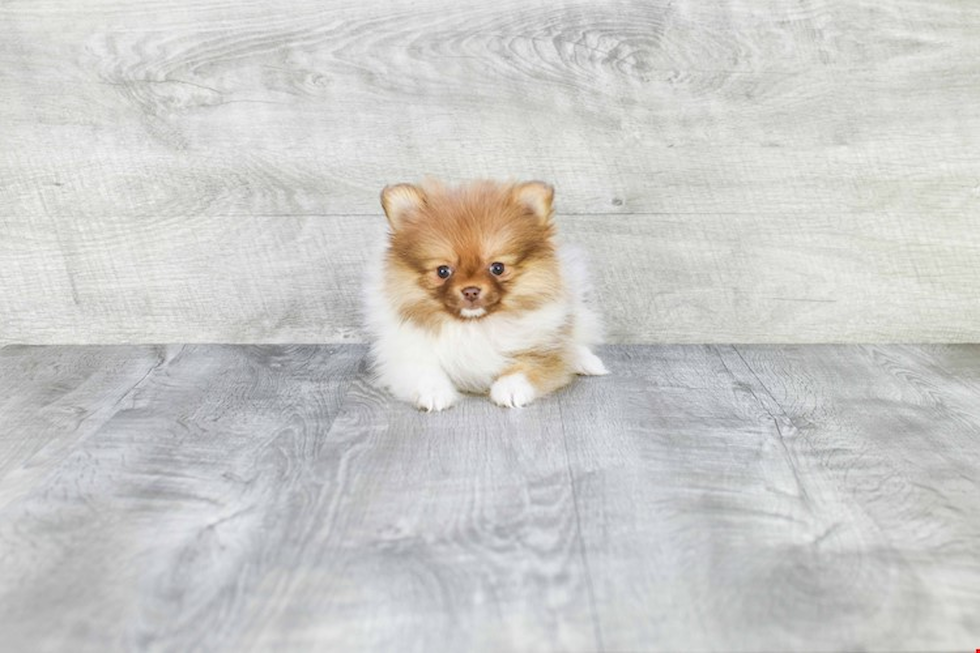 Funny Pomeranian Baby