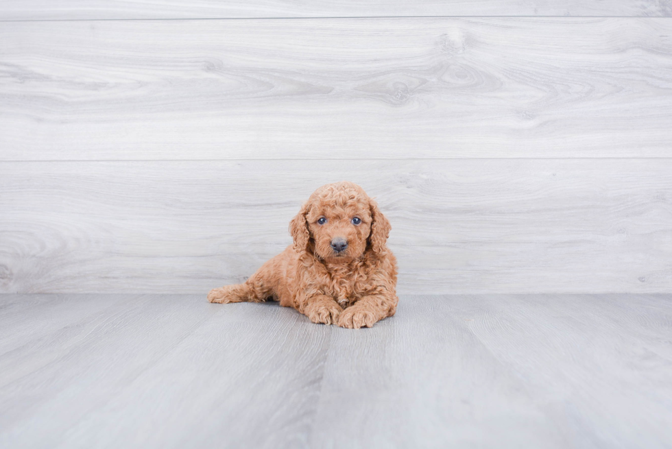 Funny Mini Goldendoodle Poodle Mix Pup