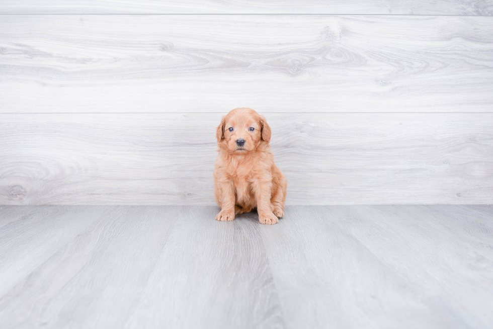 Happy Mini Goldendoodle Baby