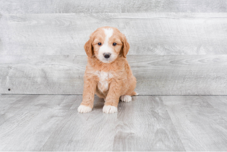 Friendly Mini Goldendoodle Baby