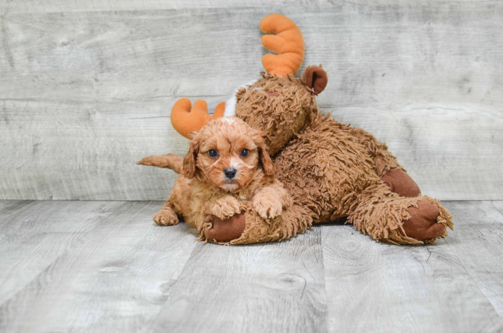 Friendly Cavapoo Baby