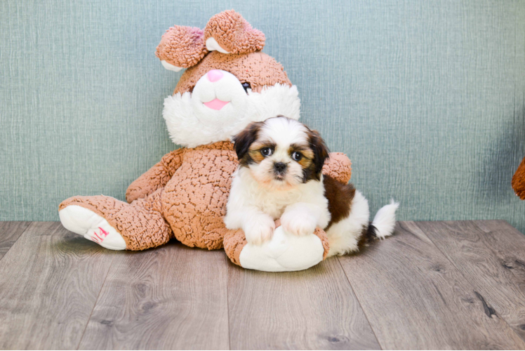 Fluffy Teddy Bear Designer Pup