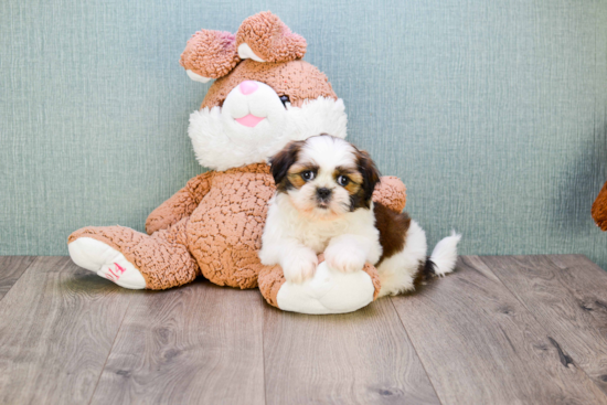 Fluffy Teddy Bear Designer Pup