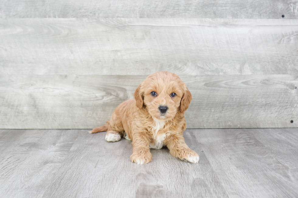 Friendly Cavapoo Baby